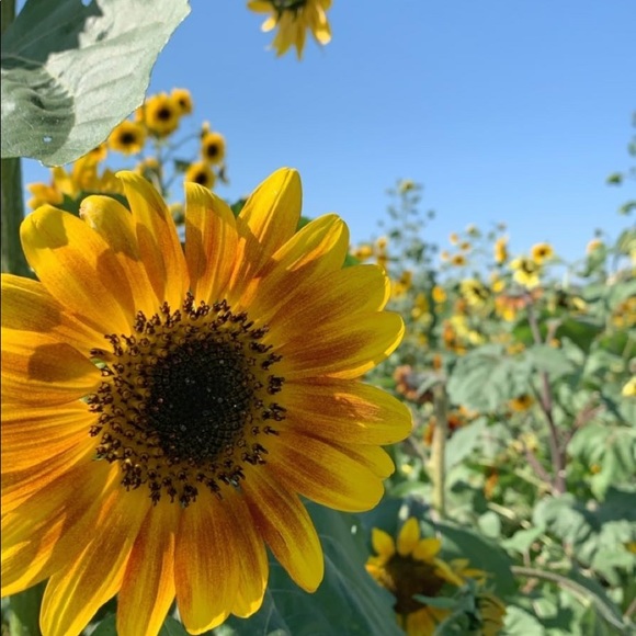 MEET YOUR POSHER! - Picture 1 of 2